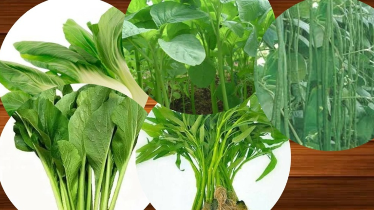 5 Jenis Sayuran yang Cocok Ditanam di Musim Hujan: Panen Berlimpah di Halaman Sendiri!